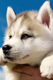 Finding the right inspiration can be tricky, but you will definitely find energetic and friendly name for your dog. Biblical Dog Names Popular Male And Female Names Wag Wag Dog Names Top Dog Names Popular Dog Names