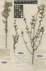Image result for Indigofera adenoides