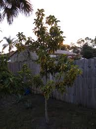 Avocado trees grow large, but you can grow smaller ones by pruning or planting a dwarf variety. How Do I Keep This Avocado Tree From Growing Taller And Will It Ever Give Avocado Gardening