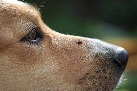 Check poison symptoms, diagnosis & treatments. Tick Borne Diseases And Your Pet