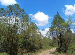 Image result for Juniperus procera