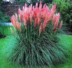 Cortaderia Selloana Pampas Grass Pink 300 Seeds Or White Etsy In 2021 Outdoor Plants Pink Pampas Grass Grasses Landscaping