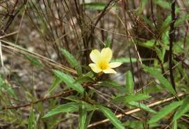 Image result for Turneraceae