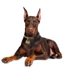 We are always looking for new adopters, fosters. Doberman Puppies Dogs For Adoption Doberman Doberman Puppy Doberman Adoption