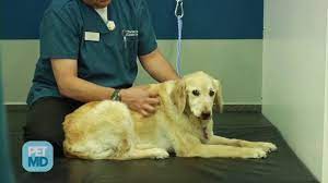 Diagnosing bone cancer in dogs. Bone Cancer Osteosarcoma In Dogs Petmd