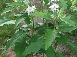 Image result for Solanum