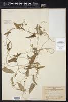 Image result for Tragia brevipes