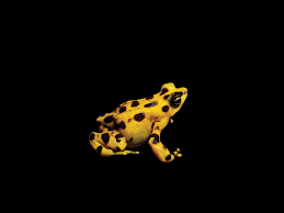 He was on my car's windshield when i went through the taco bell drive through. A Small Band Of Panamanian Golden Frogs Is Saving Their Species From Oblivion At The Smithsonian Smithsonian Magazine