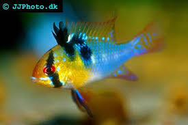 The species has been examined in studies on fish behaviour and is a popular aquarium fish, traded under a variety of common names, including ram, blue ram, german blue ram, asian ram, butterfly cichlid, ramirez's dwarf cichlid, dwar. German Blue Ram Aquarium Fish Tank Breeds Fish Pet