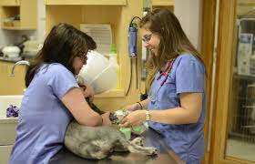 Check poison symptoms, diagnosis & treatments. Services Vet In Danbury Plumtrees Animal Hospital