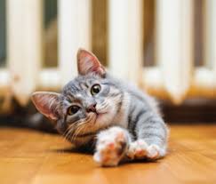 A veterinarian discusses vaccines for cats. Why Indoor Cats Need Vaccinations