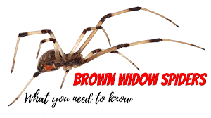 So my dog whom i adopted does similar behavior. What You Need To Know About The Brown Widow Spider Dengarden