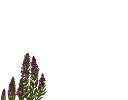 Image result for Brachycorythis congoensis