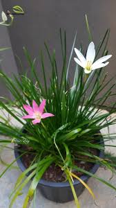 Image result for Zephyranthes minuta