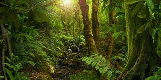 You must — there are over 200,000 words in our free online dictionary, but you are looking for one that's only … Selva Concepto Flora Fauna Y Diferencias Con El Desierto