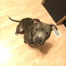 Identification, proof of ownership, and any medical records of your animal. Animal Welfare League 62 Photos 274 Reviews Animal Shelters 10305 Southwest Hwy Chicago Ridge Il Phone Number