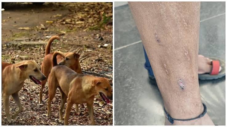 Nashik: Stray Dog Menace In Indiranagar–Ashok Nagar Sparks Fear, Residents Demand Urgent Action