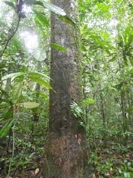 Image result for Inhambanella henriquesii