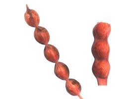 Image result for Sophora velutina