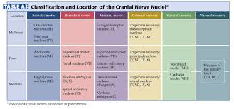 Duke Neurosciences Lab 3 Cranial Nerve And