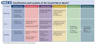 duke neurosciences lab 3 cranial nerve and