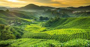 Tempat menarik di cameron highland yang mungkin anda tidak tahu ! Tempat Menarik Di Cameron Highland 2021 Aktiviti Best