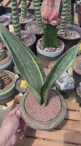 Image result for Sansevieria
