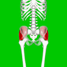 Gluteus Medius Wikiwand