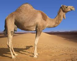 How do camels adapt to their environment? Camel Alchetron The Free Social Encyclopedia