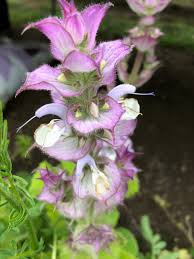 Image result for Salvia sclarea