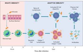 Lymphocytes Bioninja