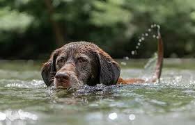 Here's 500 of the most popular dog names to help get you started. Popular Name Themes For Pets Petnamee