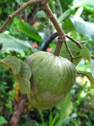 La anona se parece a una manzana cubierta de escamas. Anona Fruit Photo