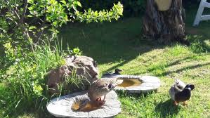 Es wird erstklassig usps mit tracking in einem starren mailer. Besuch Im Garten Drei Enten Machen Pause Kraut Und Garten