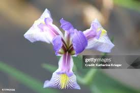 22,593 Krieger Photos Stock Photos, High-Res Pictures, and Images