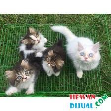 Saya pengen banget punya kucing persia. Dijual Kucing Persia Medium Di Pekanbaru Hewandijual Com