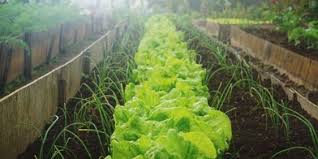 Fences can work great, but they may be expensive and require some effort to install. How To Keep Animals Out Of Your Veggie Garden Building Inspections Darwin