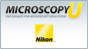 Polarized Light Microscopy Microscopyu