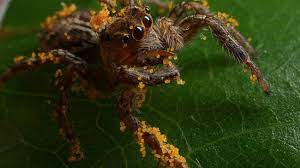 Jumping spider food (and water!) there is no getting around the fact that jumping spiders need to eat real live bugs. These Spiders Like Some Greens With Their Insects Live Science