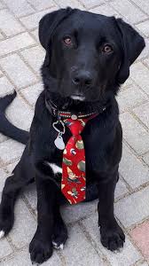 ich bin benni ein 11 monate alter labrador appenzeller mix ich habe mich fur eine woche titelhund der hundeapp appmal hund hunde hunde in not labrador