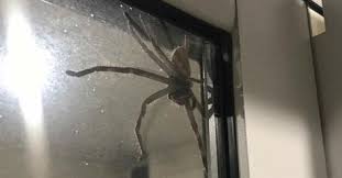 Un Couple Tombe Nez A Nez Avec Une Enorme Araignee En Australie Araignee Maison Araignee Et Araignee Australie