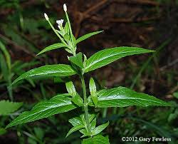 Image result for Epilobium stereophyllum
