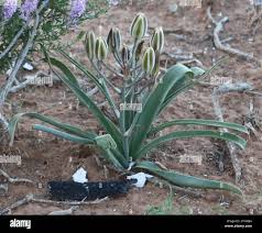 Image result for Albuca setosa