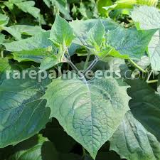 Image result for Physalis peruviana