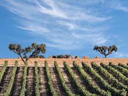 Veja mais ideias sobre alentejo, portugal, viagem portugal. Alentejo Sevenfifty Daily