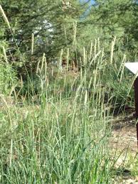 Image result for Schmidtia pappophoroides