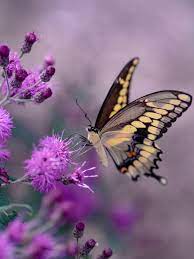 Download and use 2,000+ butterflies stock photos for free. 350 Butterflies Pictures Hd Download Free Images On Unsplash