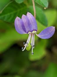 Image result for Cleome rutidosperma