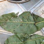 Image result for Discopodium penninervium