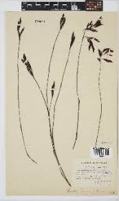 Image result for Platycaulos mlanjiensis